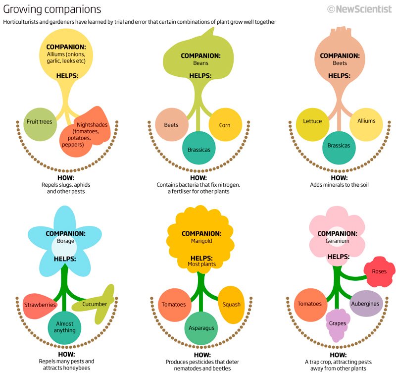 Companion Gardening Chart